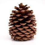 Thumbnail image for Pinecone Research – Sign Up, Take Surveys & Get Paid