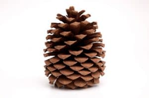 Pinecone Research - In Depth Review &amp; Sign Up Information ...