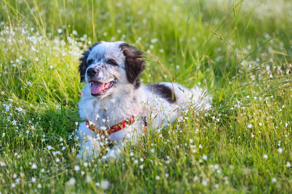 SniffSpot Pays You to Rent Your Yard to Dogs